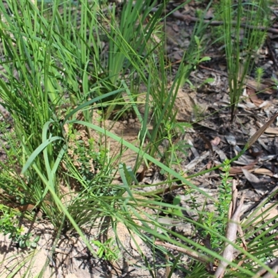 Patersonia sericea