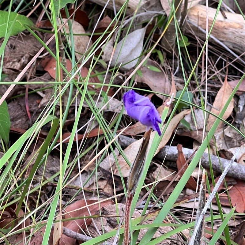 Patersonia sericea