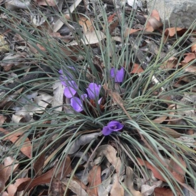 Patersonia sericea var. longifolia