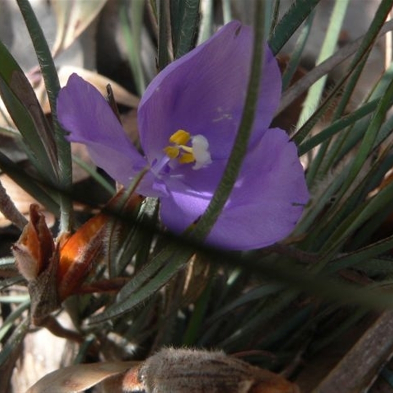 Patersonia sericea var. longifolia