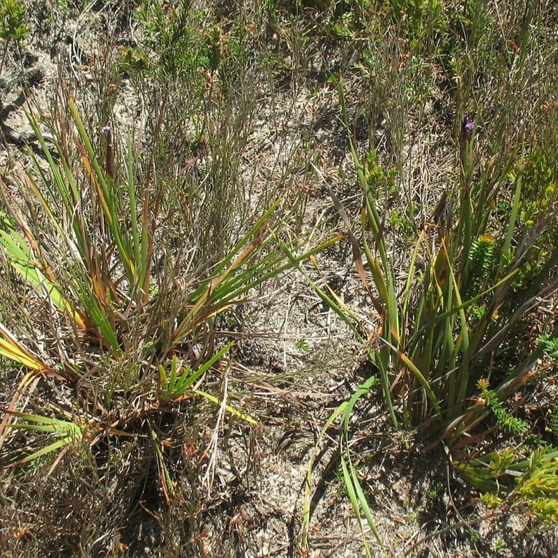 Patersonia sericea var. sericea