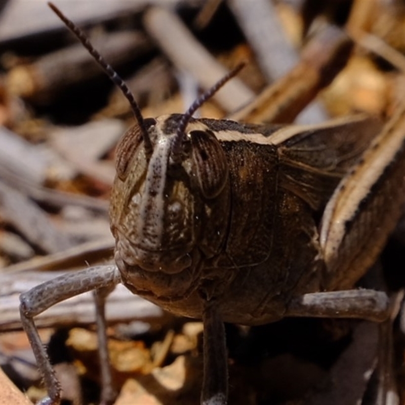 Apotropis tricarinata