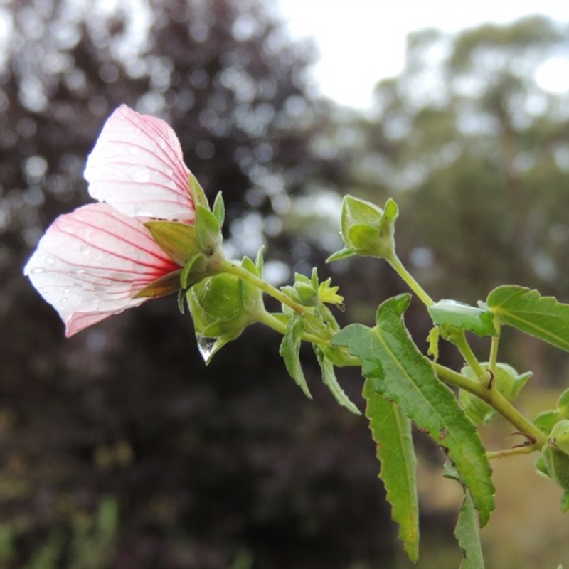 Pavonia hastata