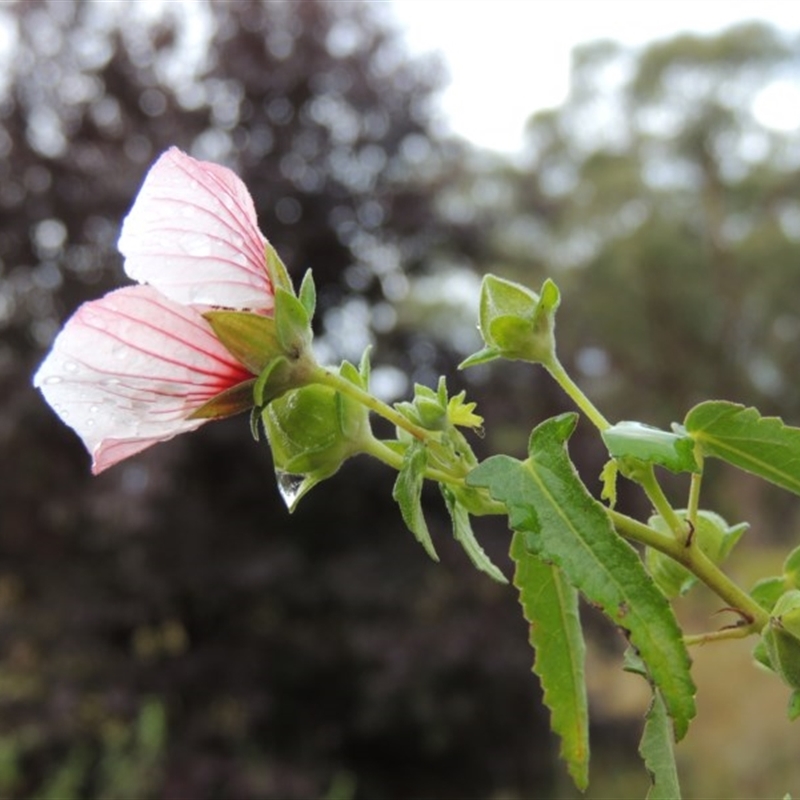 Pavonia hastata