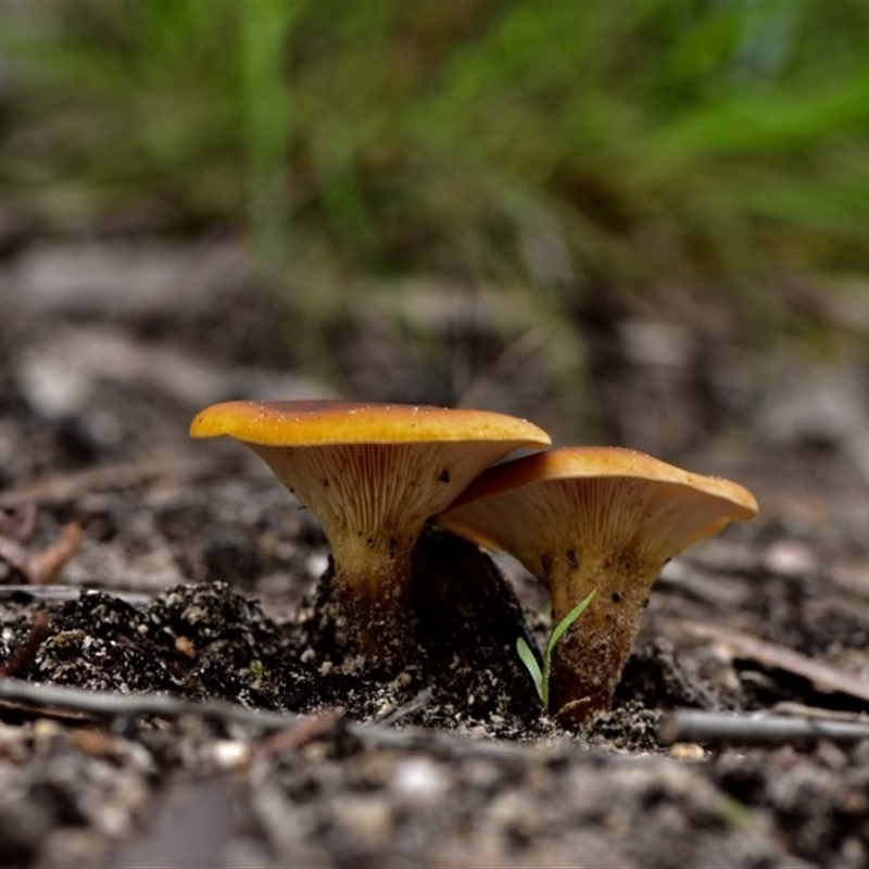 Paxillus involutus