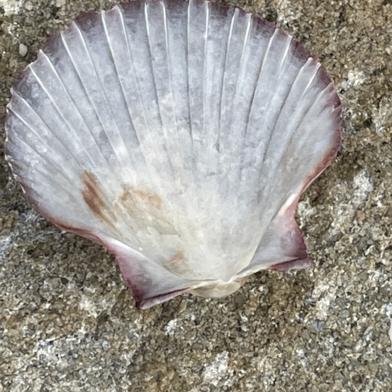 Pecten (Pecten) fumatus