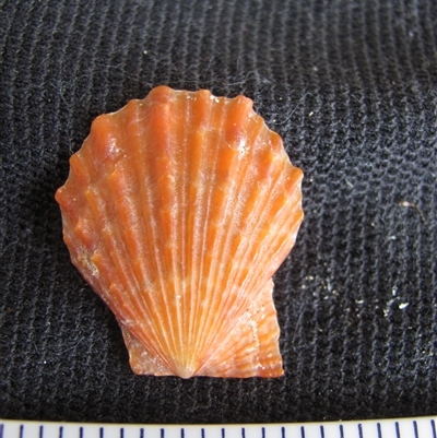Scaeochlamys livida - Batehaven NSW (D. Dedenczuk)