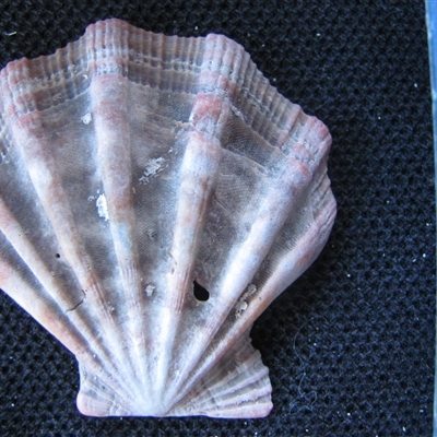 Notochlamys hexactes - Black River Beach, Tasmania (D. Dedenczuk)