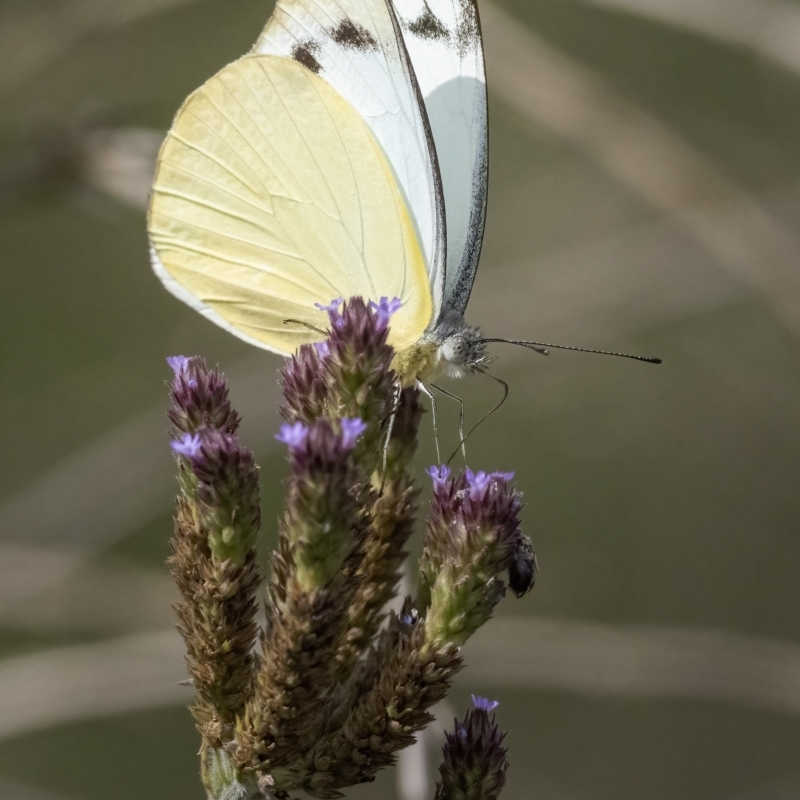 Appias paulina