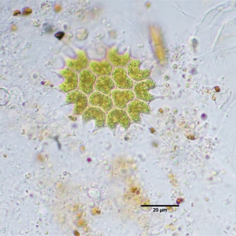 Pediastrum sp.