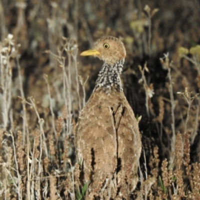 Female