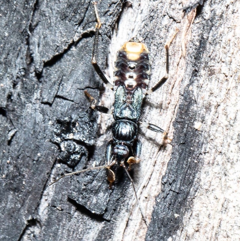 Peiratinae sp. (subfamily)