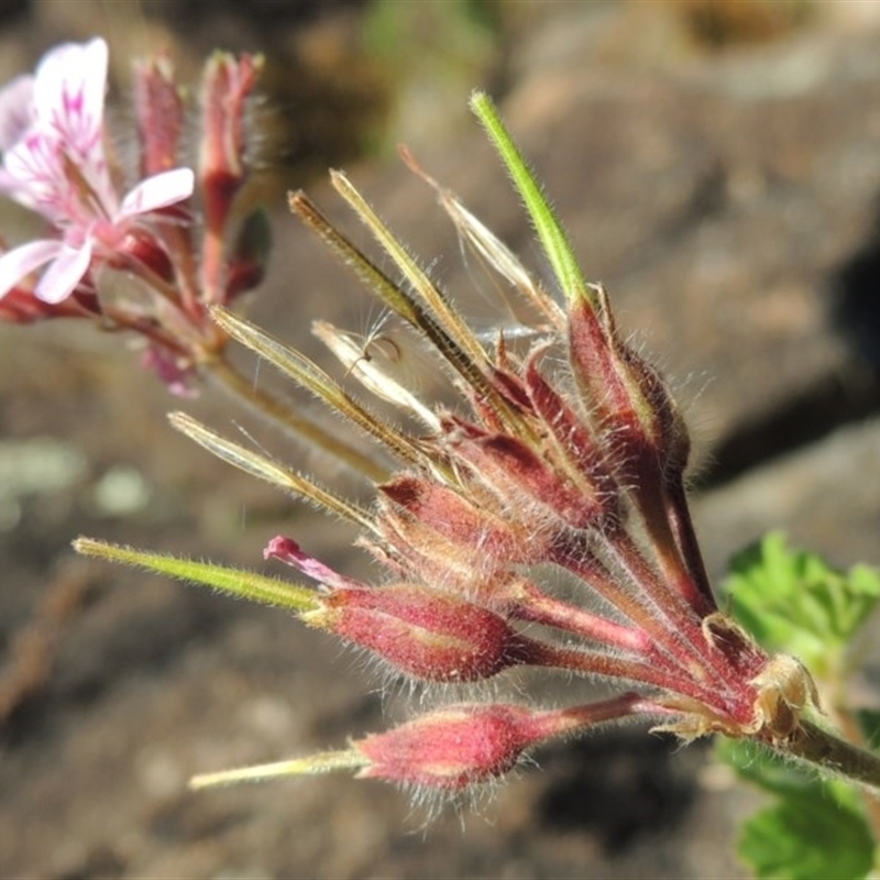 Pelargonium australe