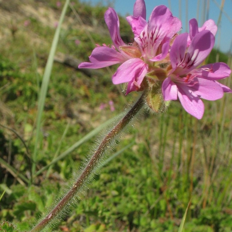 Pelargonium capitatum