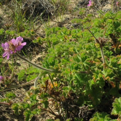 Pelargonium capitatum