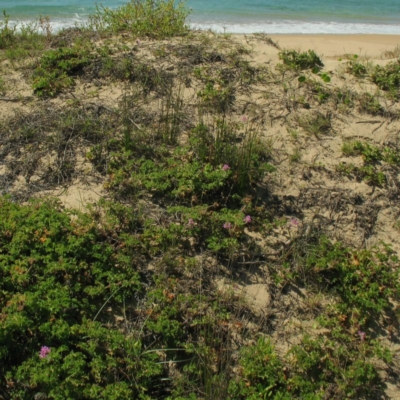 Jackie Miles, South Durras beach