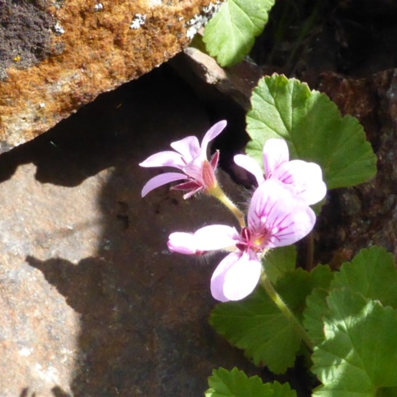 Pelargonium inodorum