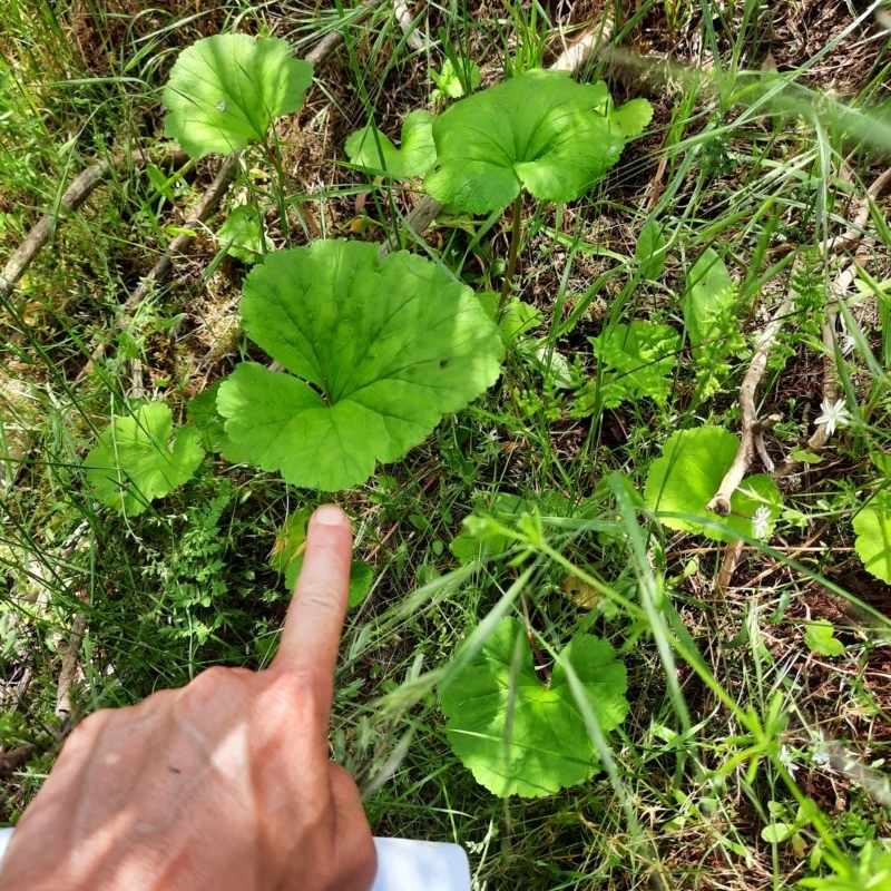 Pelargonium sp.