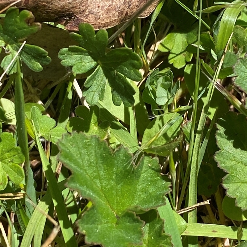 Pelargonium sp.