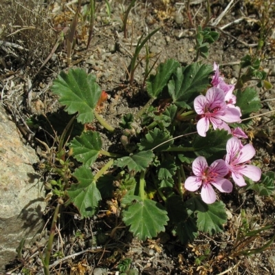 Pelargonium sp. Striatellum (G.W.Carr 10345) G.W.Carr