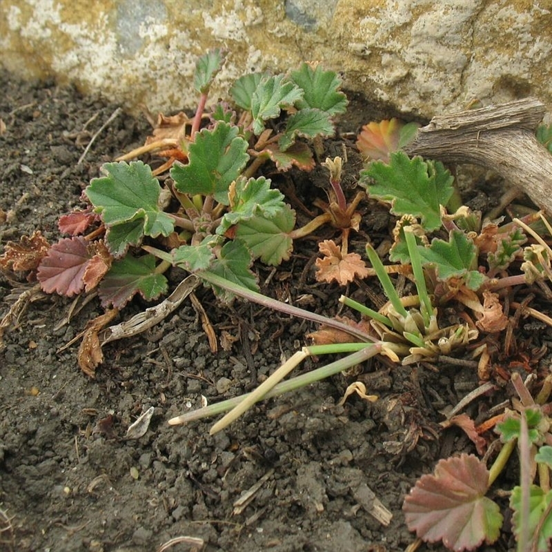 Pelargonium sp. Striatellum (G.W.Carr 10345) G.W.Carr