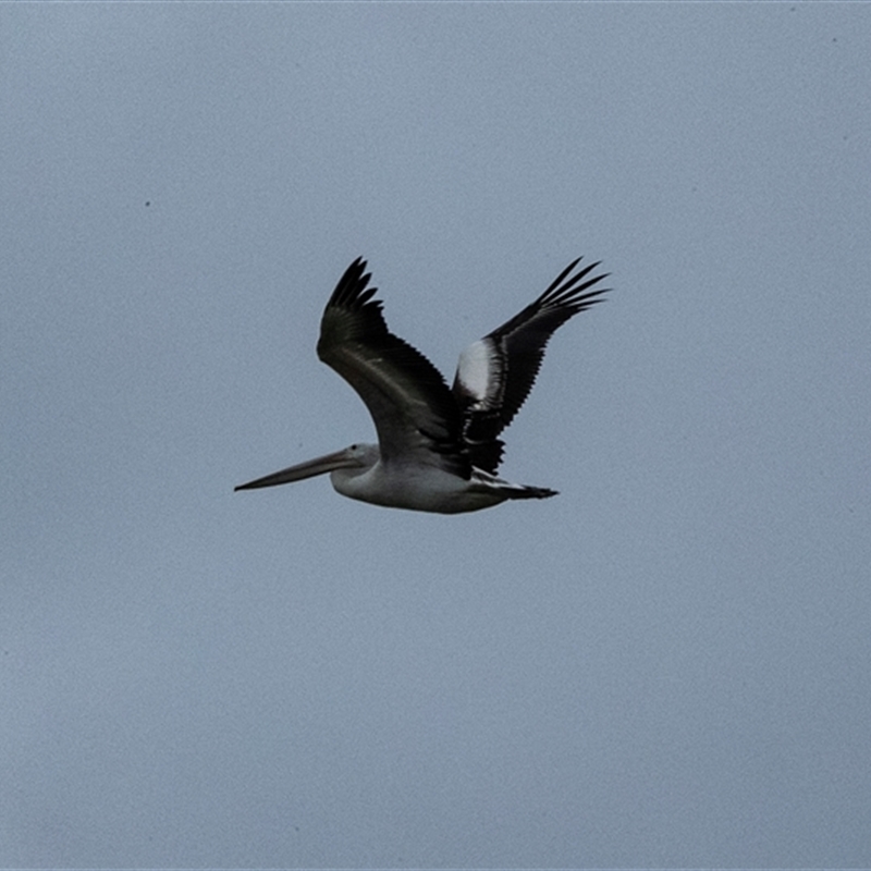 Pelecanus conspicillatus