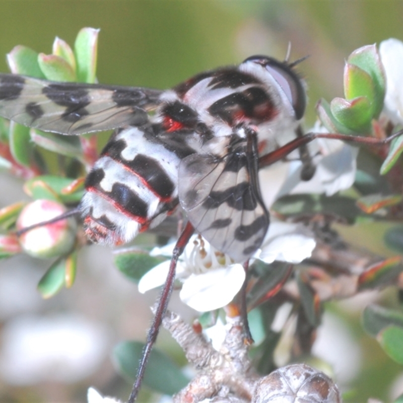 Pelecorhynchus nigripennis