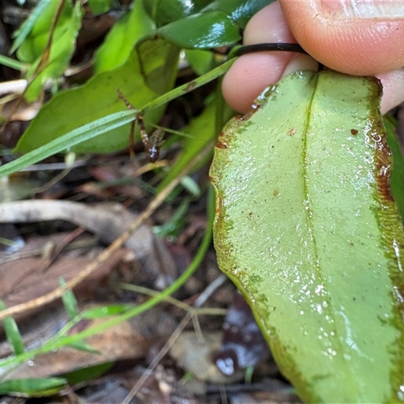 Pellaea paradoxa
