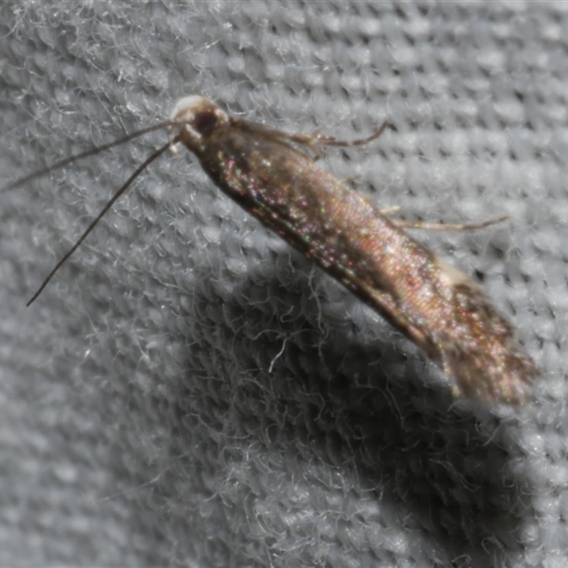 Aproaerema simplexella and isoscelixantha