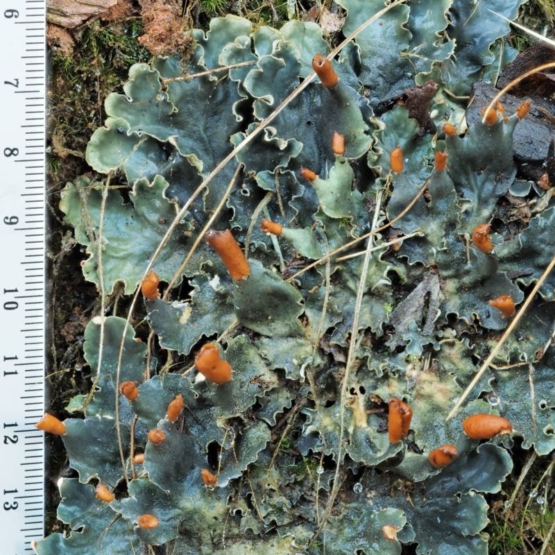 Peltigera