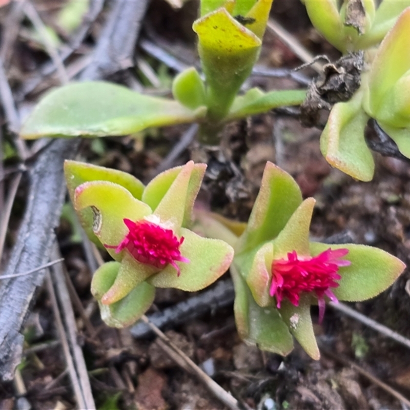 Aptenia cordifolia