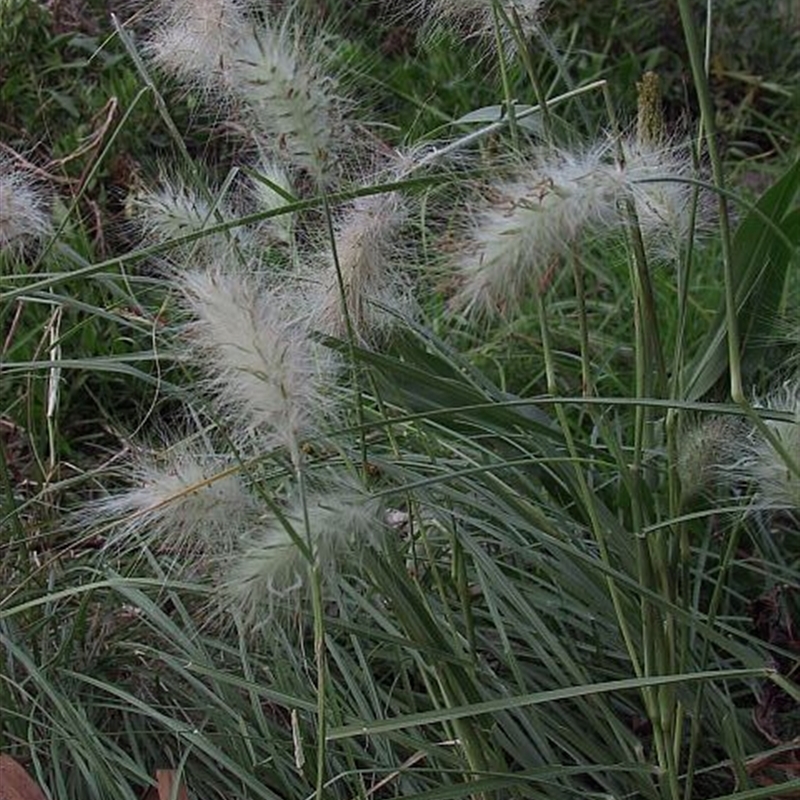 Pennisetum villosum