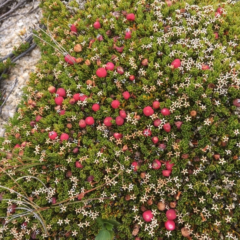 Pentachondra pumila