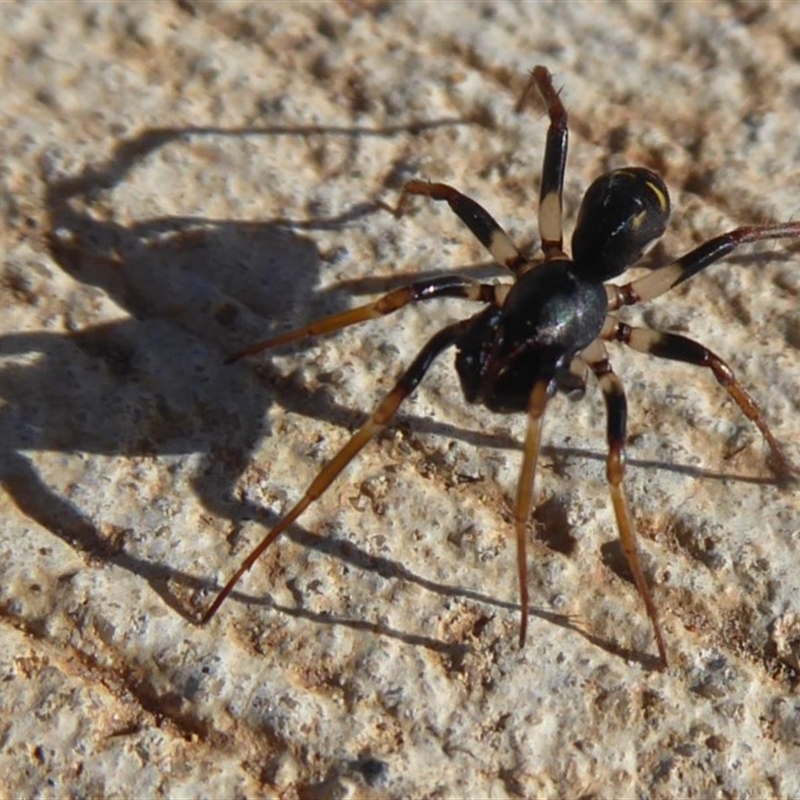 Pentasteron sp. (genus)