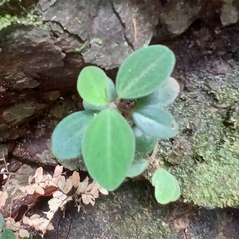 Peperomia blanda var. floribunda