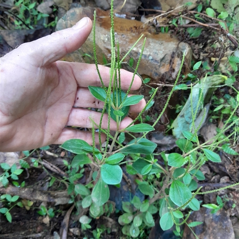 Peperomia blanda var. floribunda