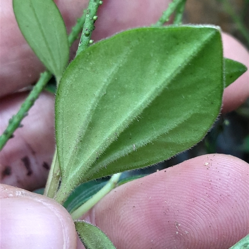 Peperomia blanda var. floribunda