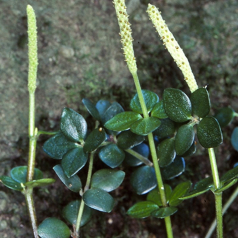 Peperomia tetraphylla