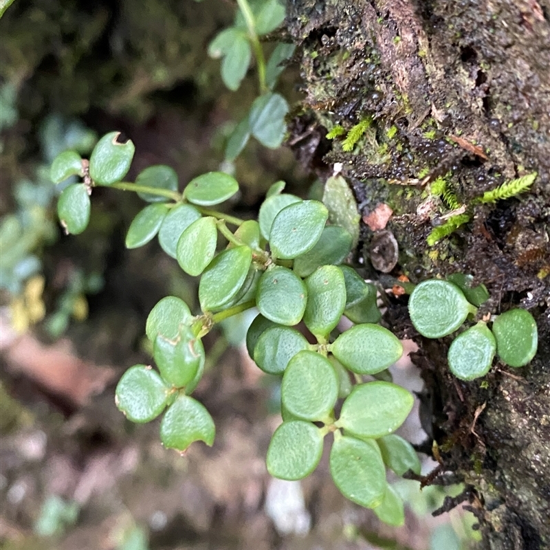 Peperomia tetraphylla