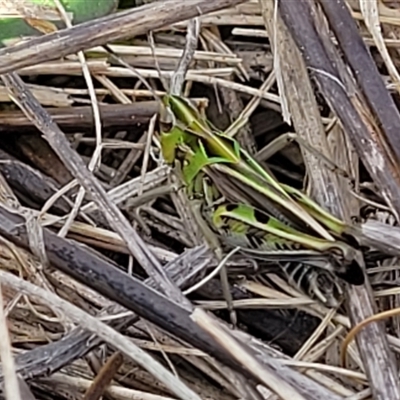 Sighting 4445627
MALE