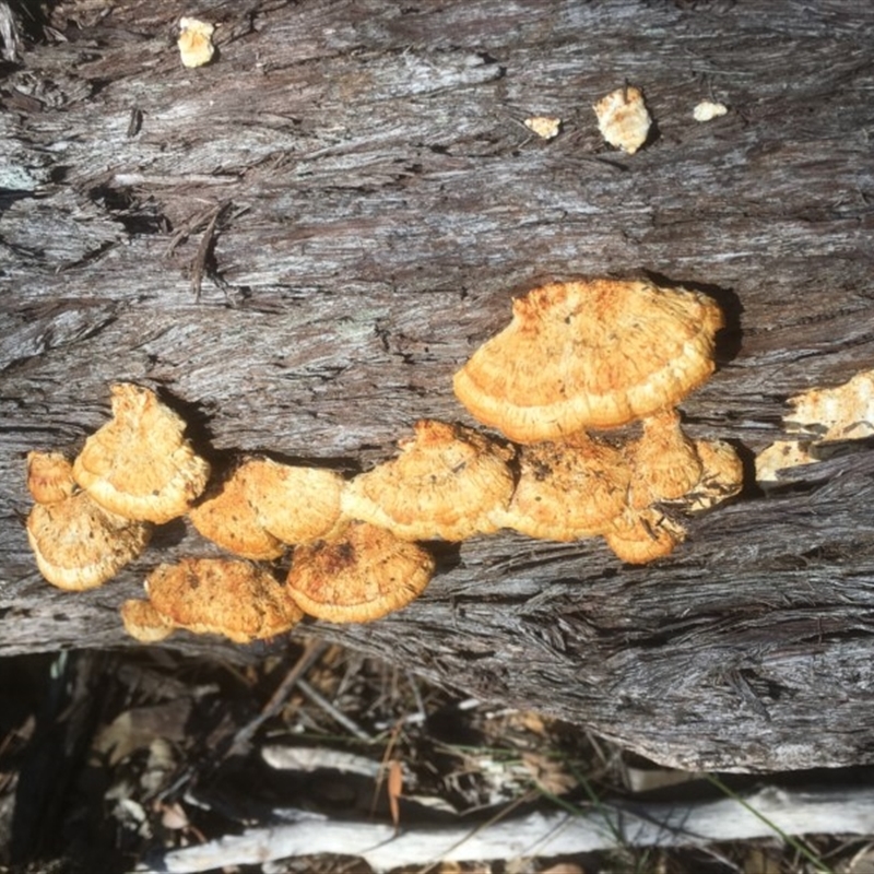 Perennipora ochroleuca