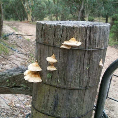 Truncospora ochroleuca