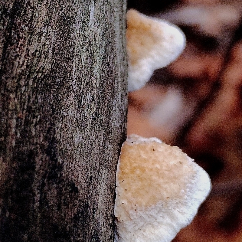 Truncospora ochroleuca