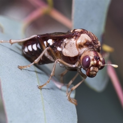 Pergagrapta polita