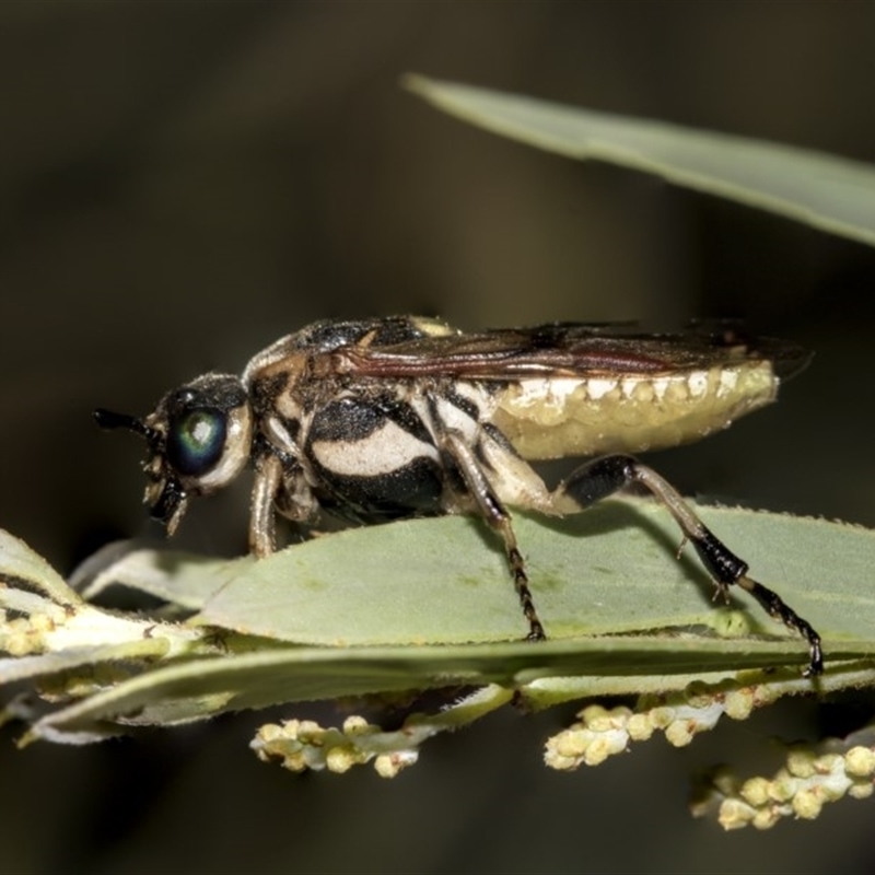 Pergidae sp. (family)