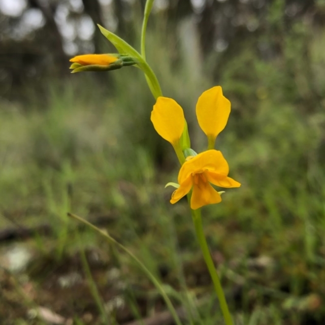 Wingecarribee's Rare Plants