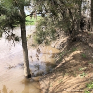 FrogWatch survey at MOL450: Molonglo River downstr - 19 Oct 2020