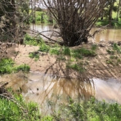 FrogWatch survey at MOL450: Molonglo River downstr - 19 Oct 2020