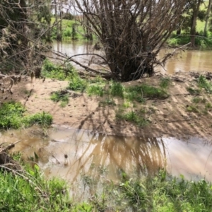 FrogWatch survey at MOL450: Molonglo River downstr - 19 Oct 2020