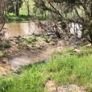 FrogWatch survey at MOL450: Molonglo River downstr - 19 Oct 2020